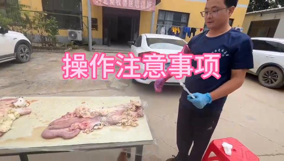 【视频】母牛人工授精技术