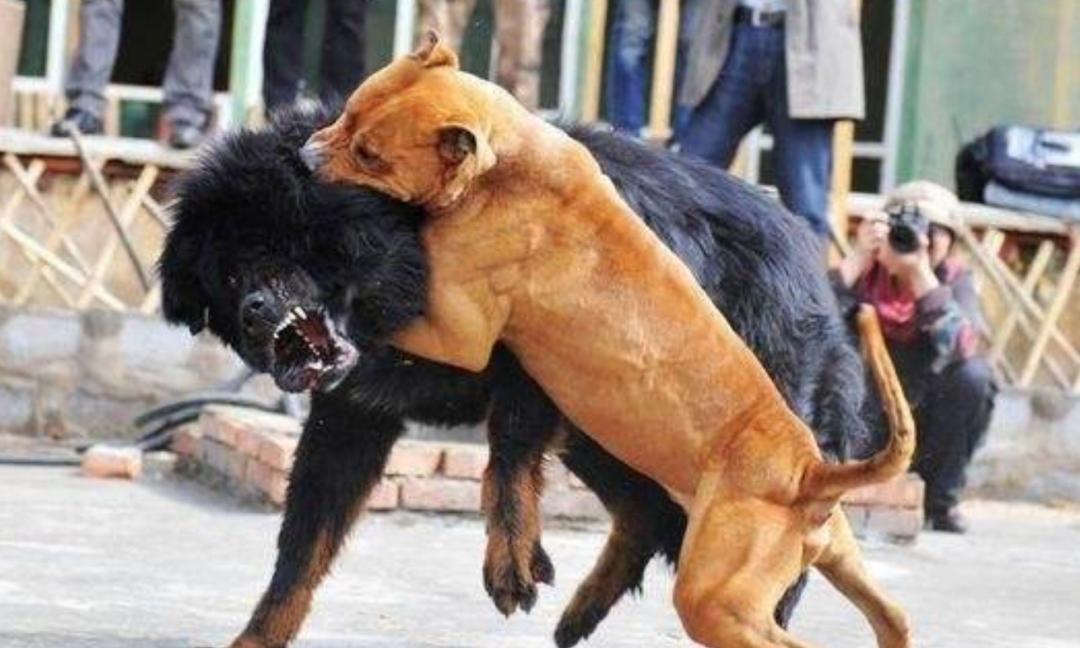 一只老虎能不能打过十只比特犬,十只比特犬和一只老虎关系