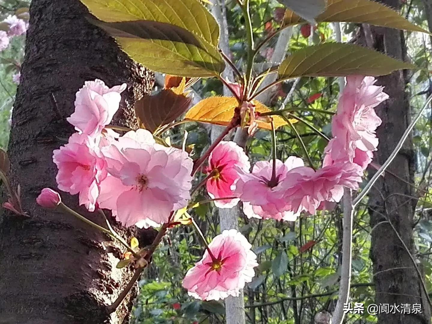举目望樱花，一朵一朵笑语盈盈腾云来