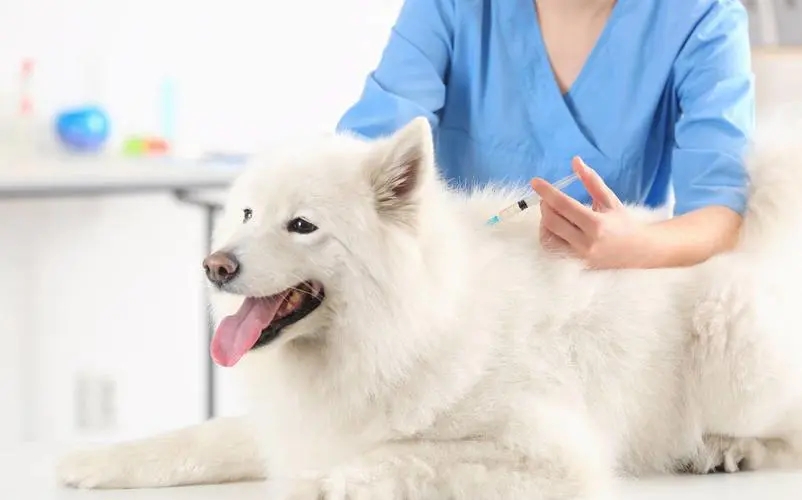 治疗狗狗寄生虫超长版,狗狗有寄生虫怎么治疗