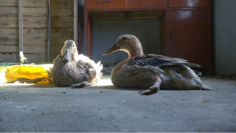 鸭子腿没劲站不起来吃什么药,鸭子腿软不吃食怎么治疗