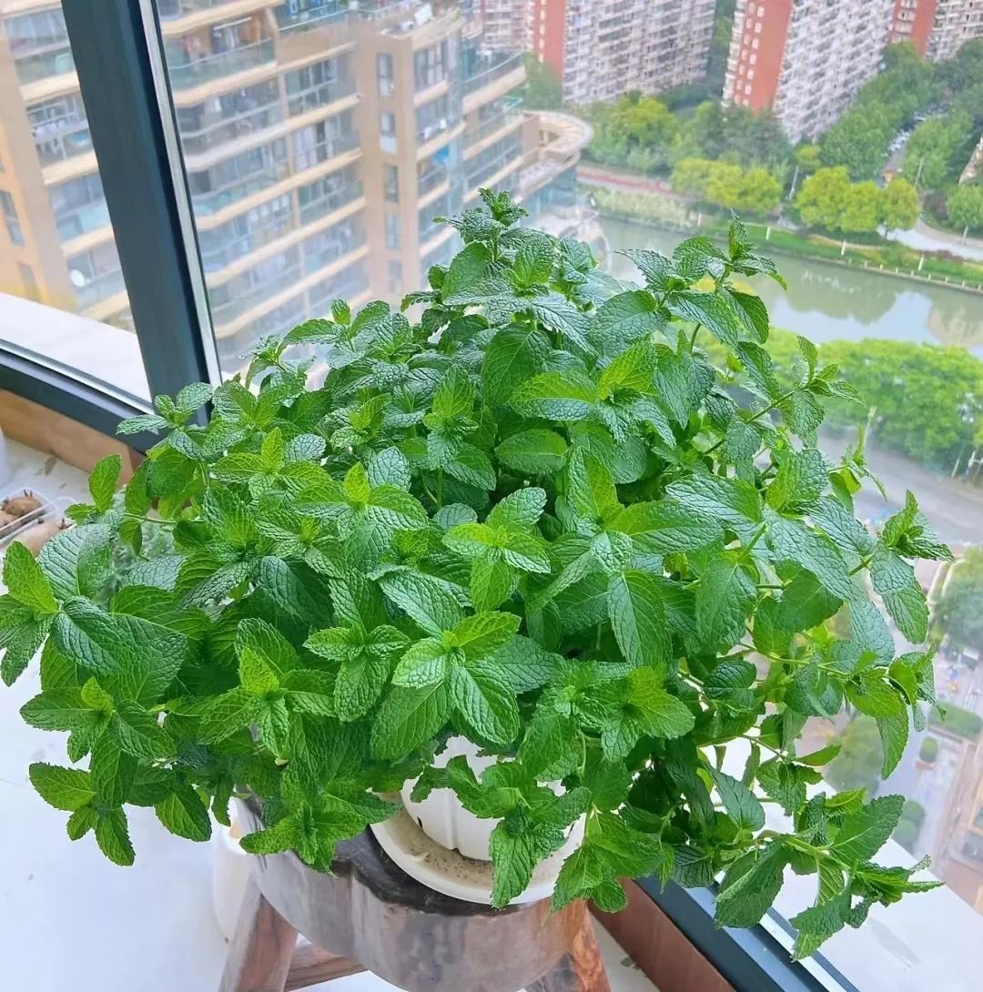 薄荷怎么养才能爆盆能晒太阳,一枝薄荷怎么养才能爆盆