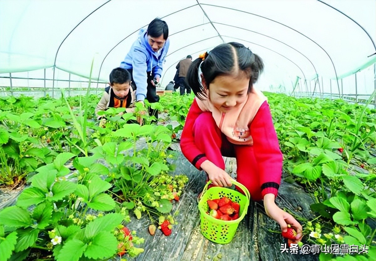 前景好的4个农村创业项目,十大适合目前农村创业的项目