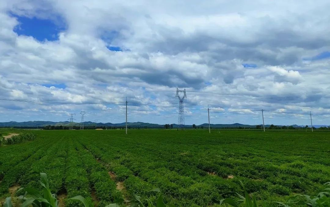 吉县种下小花生收获致富果,义县张家堡花生