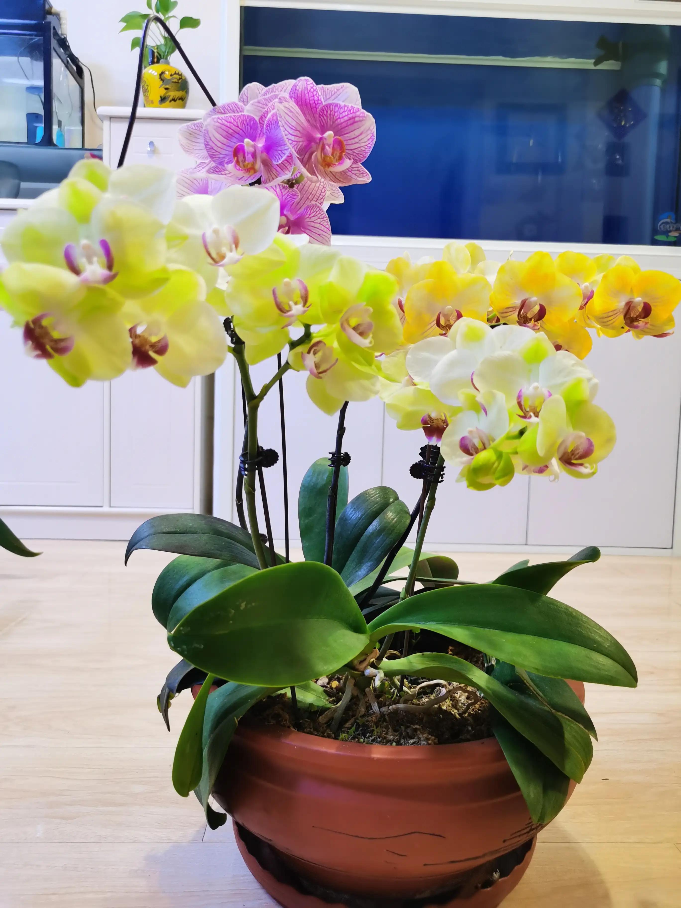 粉黛佳人水仙,紫水仙图片大全