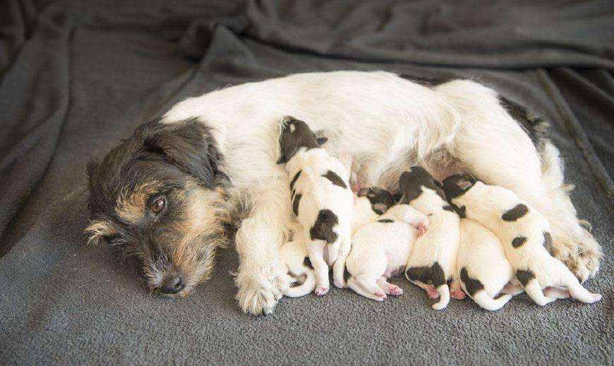 幼犬1-3个月怎么喂养土狗,如何快速成为幼犬的铲屎官