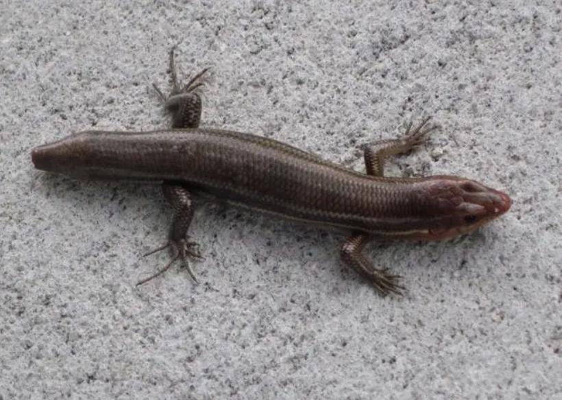 狗婆蛇是保护动物吗,农村最常见的几种蛇火蛇