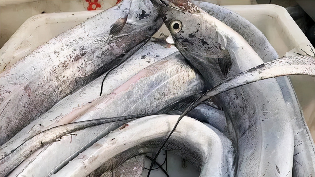 便宜野生的深海鱼有哪些,菜市最常见的深海鱼