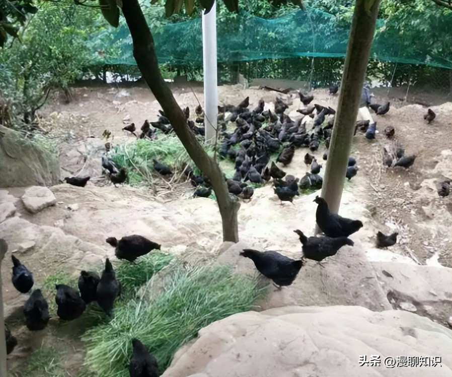 鸡源欧文氏菌是什么？关于它的分离鉴定及耐药基因检测