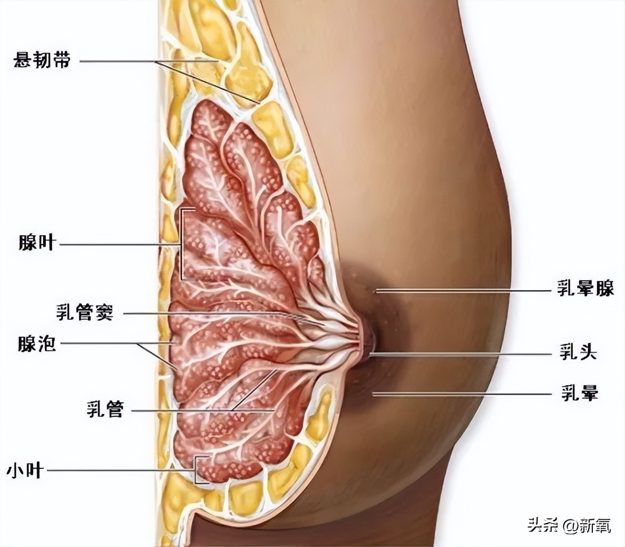 胸部明显大小不一怎么办,胸部越来越小是病理吗