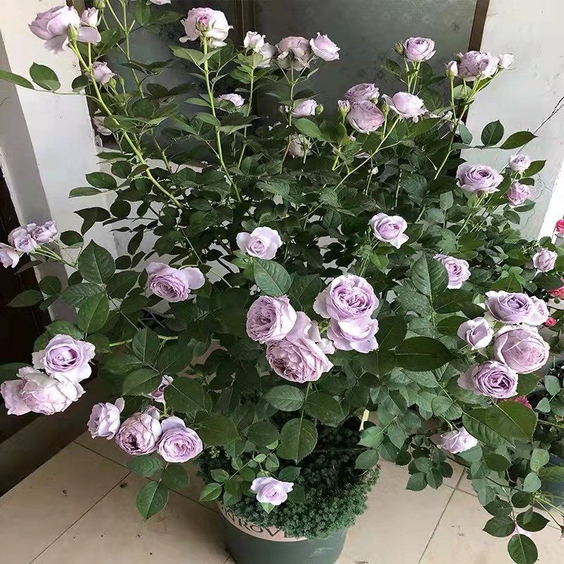 花朵浓香的月季,花香浓郁的切花月季