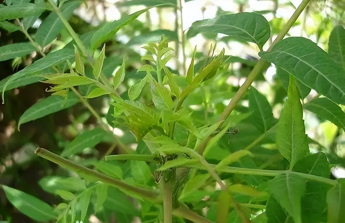 植物识别小口诀，总结的太全了！