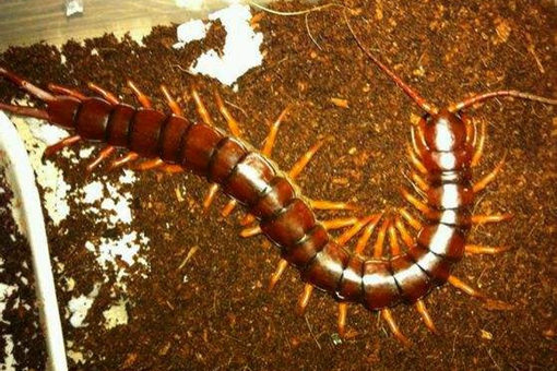 苗疆蛊术都有什么蛊,苗疆族的蛊术真的存在吗