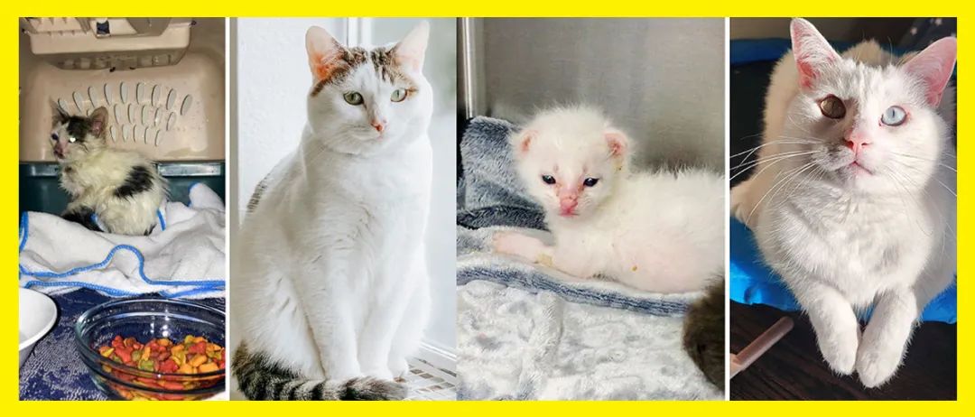 流浪猫被收养的前后对比,流浪猫被收养前后对比照暖心