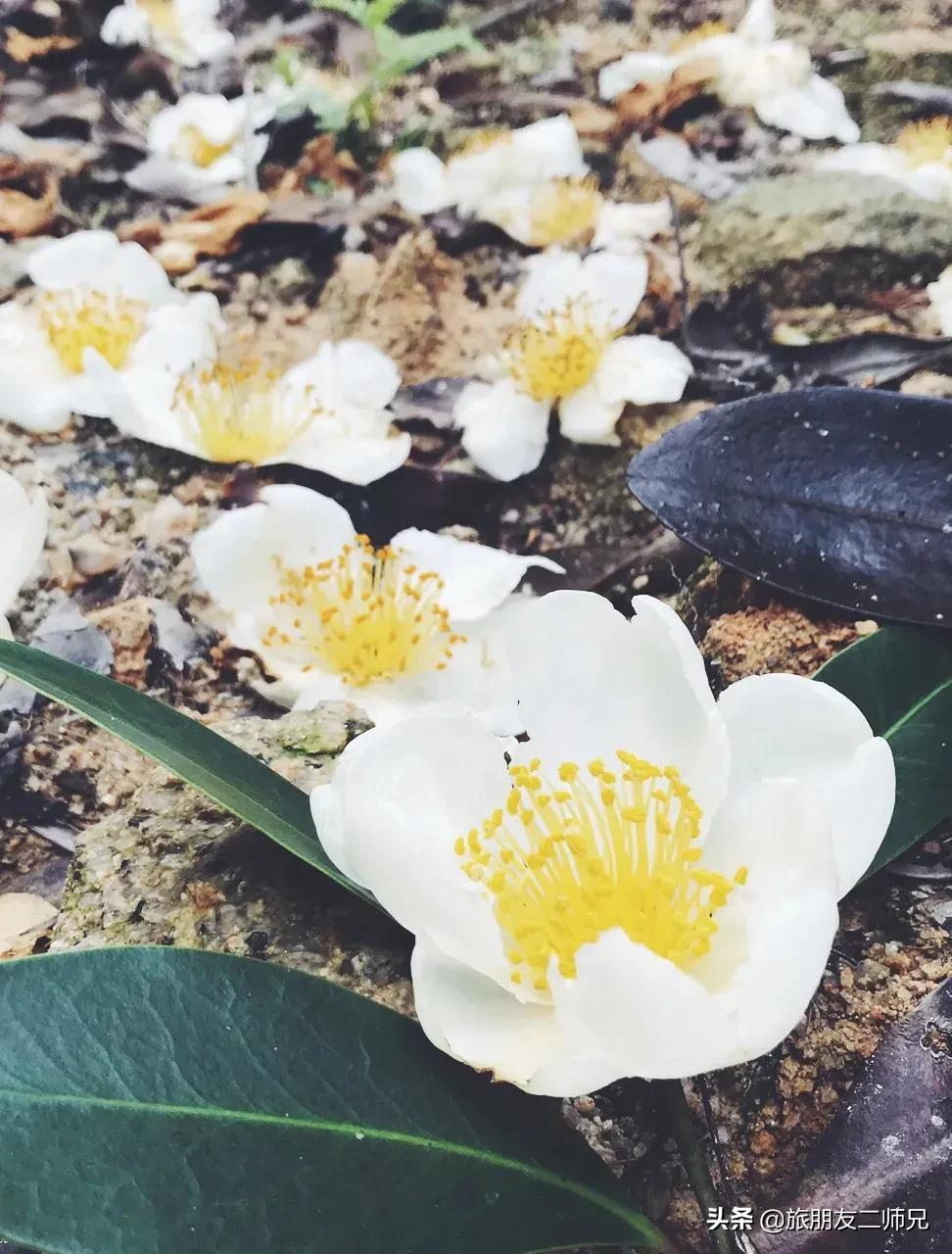 广州花都梯田油菜花,广州徒步赏油菜花路线