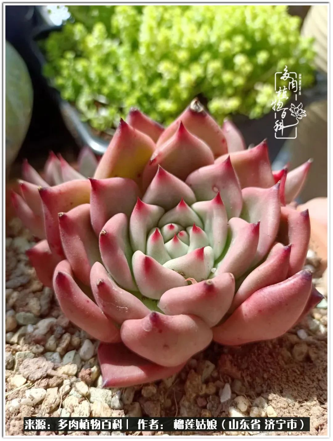 繁花似锦觅安宁淡如流水度一生,繁花似锦觅安宁淡云流水度人生