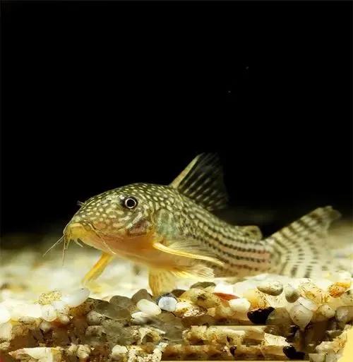 各种漂亮鱼的名称及图片,漂亮可爱的海水观赏鱼