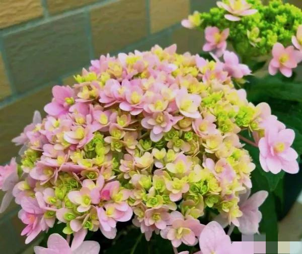 开眼界了!五大突出特征让这种“球花”魔力无限,人见人爱