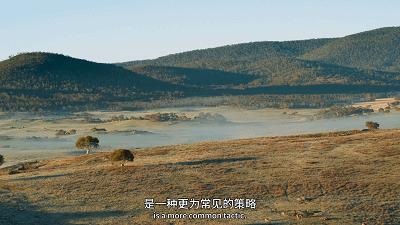 原来它们也有“性丑闻”,这片看完让我大开眼界