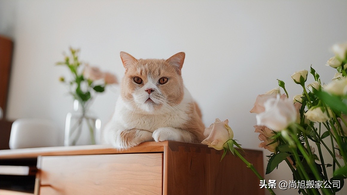 有宠物但自己想去旅行怎样办,带宠物搬家