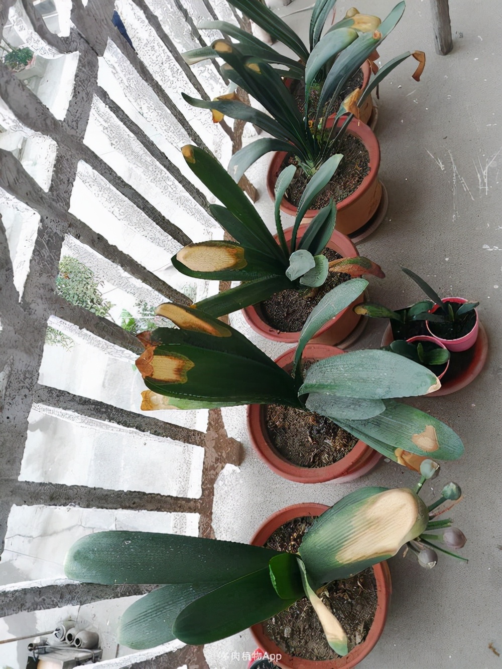 新手养护君子兰注意这三点,养君子兰避开3个误区叶大花又艳