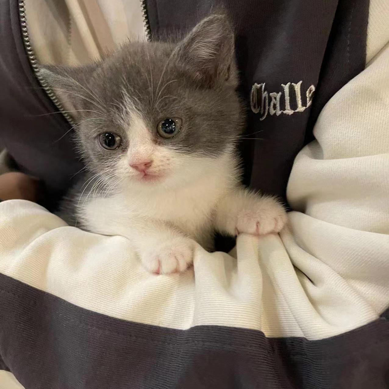 我家有一只波斯蓝猫,花700买一只英短蓝白猫