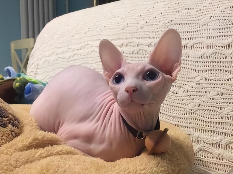 十大热门猫,2023年最热门猫咪排行榜