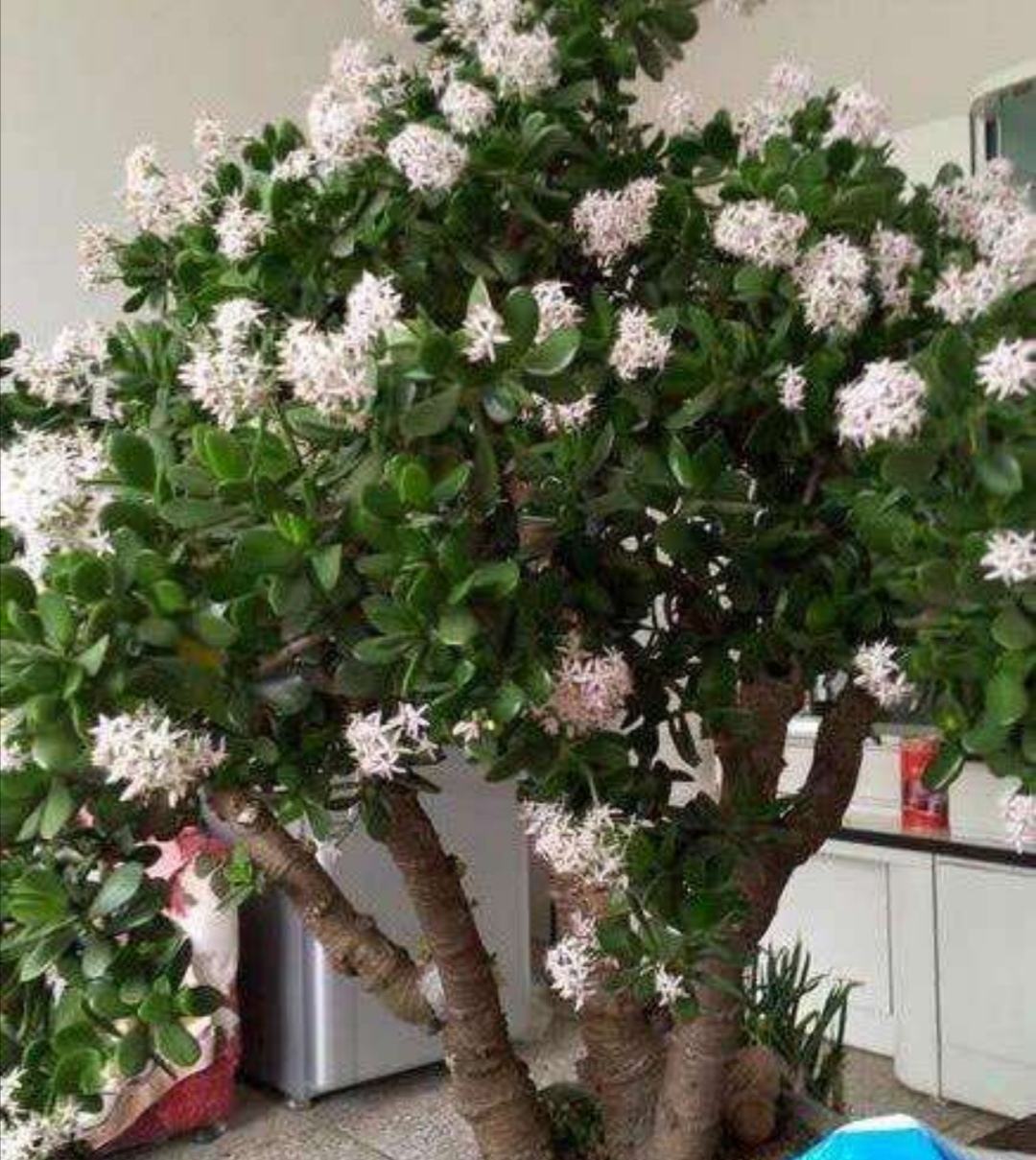 十大养不死的大型花,十大室外最好养活的花高大