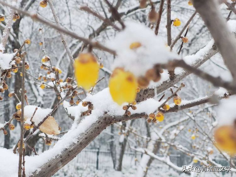 回家过年题材的诗歌,诗歌回家过年了