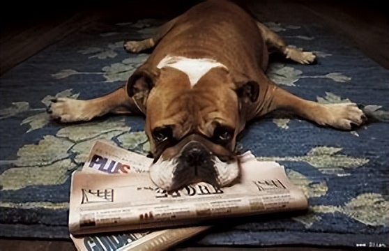 动物在生态系统中的作用习题试卷,动物在生态系统中的作用