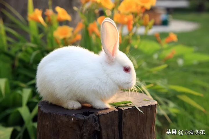 新手养宠物要注意些什么,饲养宠物的好处和坏处