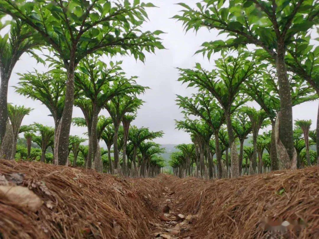 种植魔芋一年一亩能有多少的收益,林下种植魔芋一亩地一年赚2千元