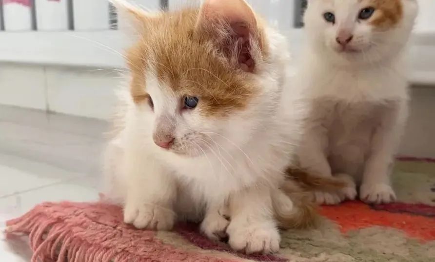 捡回来的流浪猫目光呆滞躲在角落,捡到一只爬满虫的流浪猫