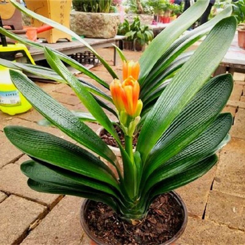 新手养护君子兰注意这三点,养君子兰避开3个误区叶大花又艳