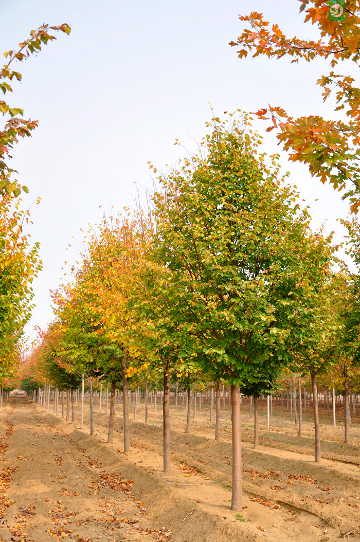 绿化一棵景观树多少钱,一百亩地的绿化树值多少钱