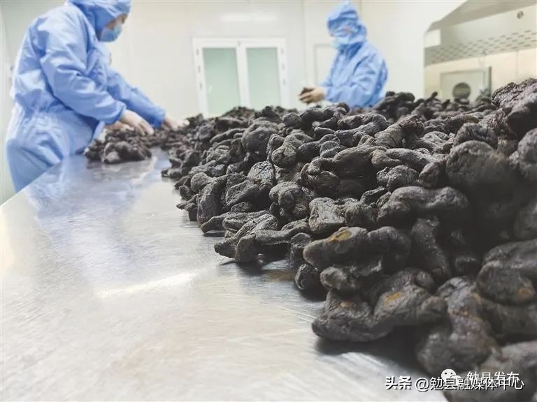 种植中药材挖荒地,勉县卓笔村中药材种植有哪些品种