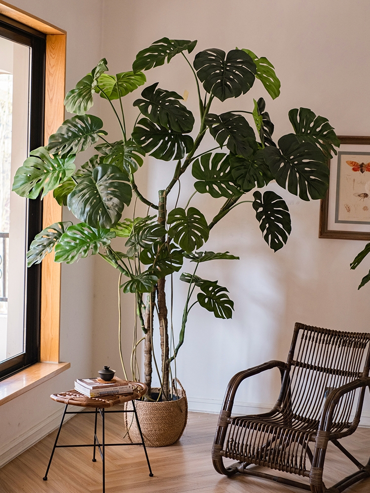 绿植大全1000种名字,最好养的大型绿植