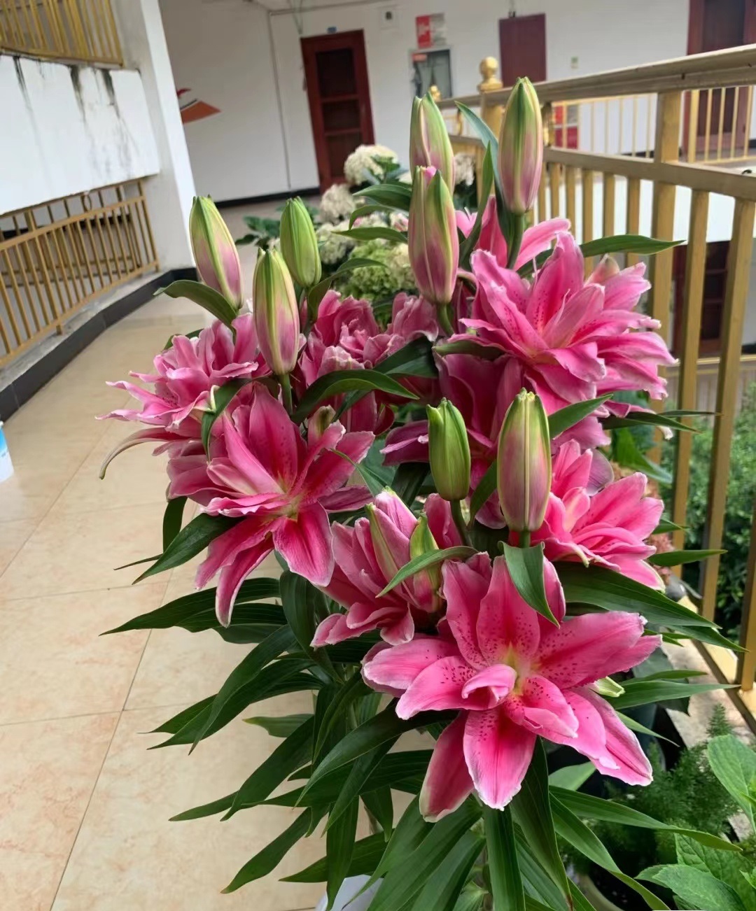 喜欢百合花，就养“重瓣百合”，花大色美，香气怡人，养护也简单