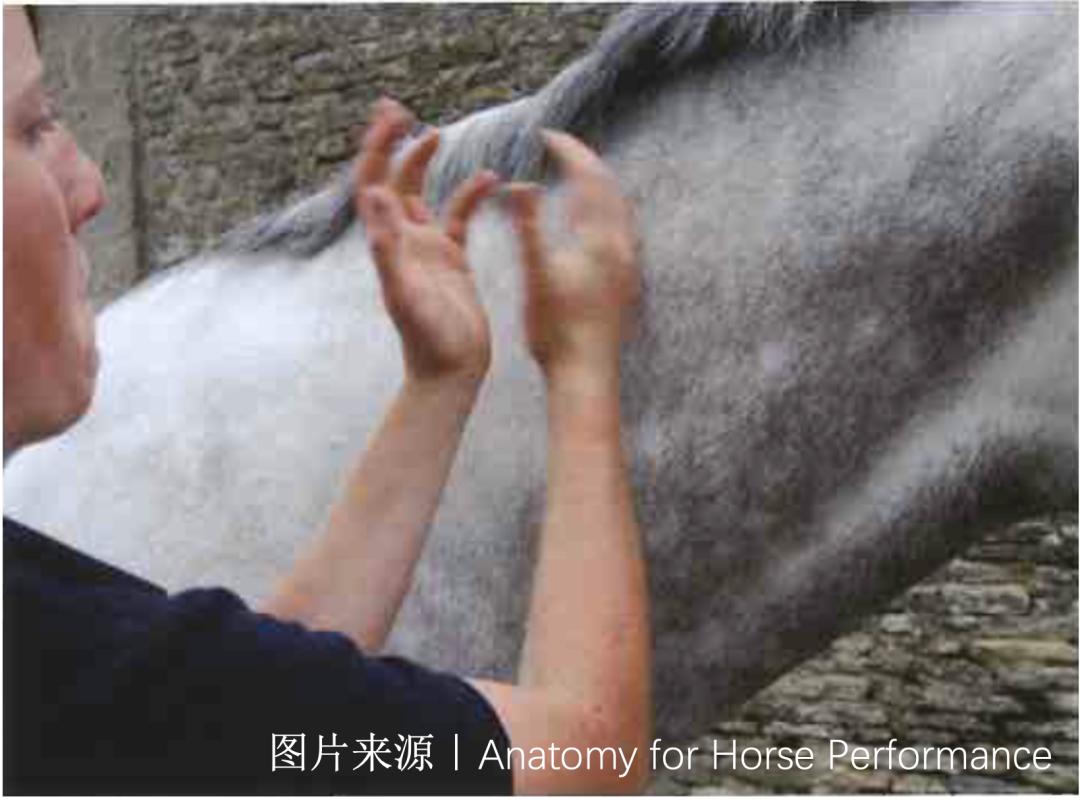 马的神经系统,马功能性训练