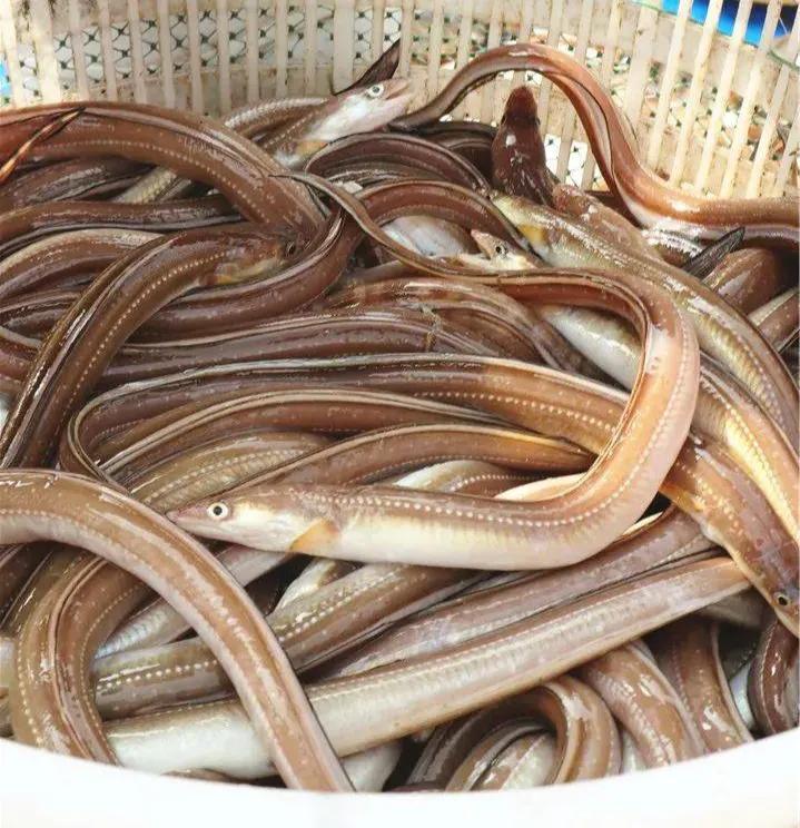 10种海鱼便宜营养价值高,30种最常吃的海鱼图片大全