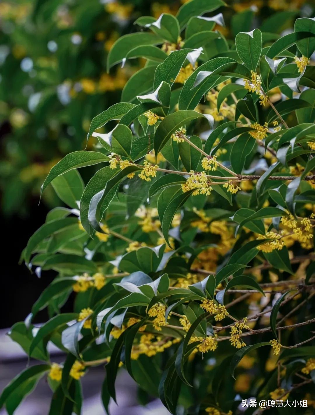 南京赏秋枫叶,南京秋天赏枫叶好去处