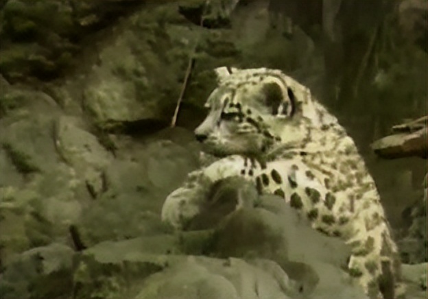 云南农村小伙捡到一只小猫,小伙捡到一只活体小猫