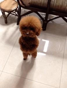 泰迪喜欢主人的表现有哪些,泰迪身体有这些表现得赶紧驱虫了