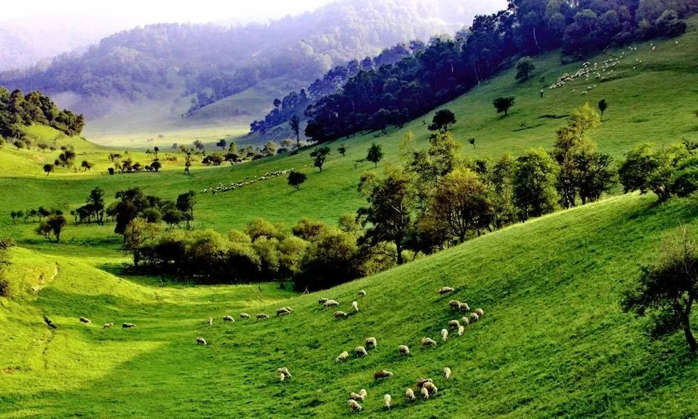 和氏羊奶国内排名,和氏乳业羊奶粉销量排行第几位