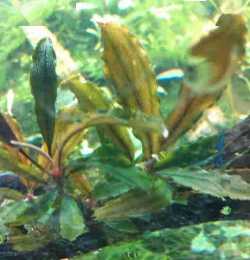 水下叶迷你辣椒榕,蓝精灵辣椒榕在水下开花吗