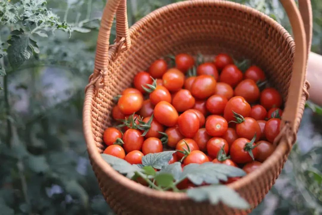藏马山阿朵花屿攻略冬季,春节假期阿朵花屿攻略