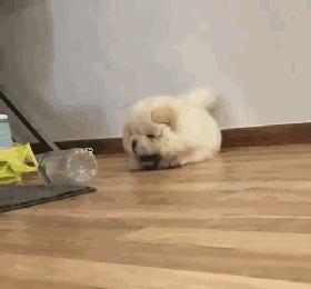 松狮犬突然不吃狗粮怎么办,松狮犬突然不吃狗粮怎么回事