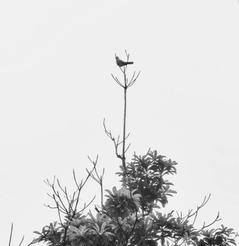 27个技巧,小手机黄昏大美!(影展点评第618期)