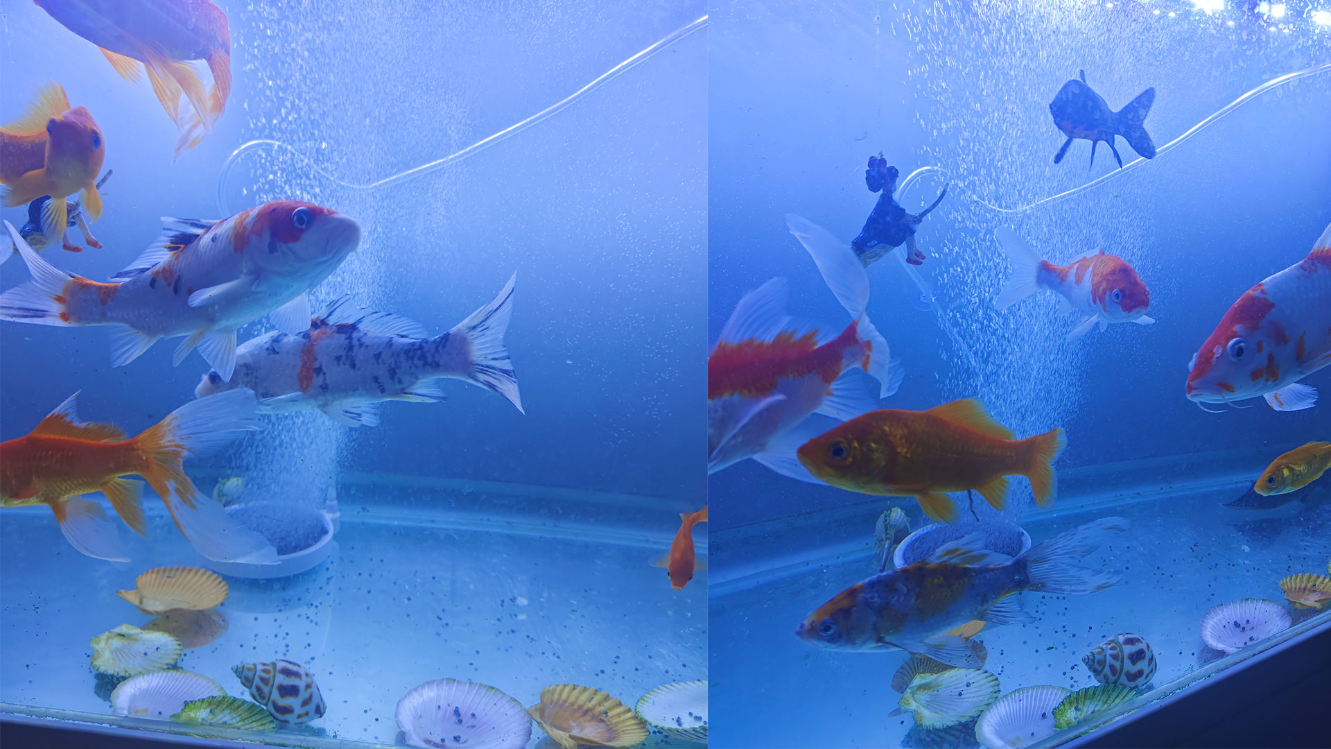 小鱼缸氧气泵需要一直开着吗,鱼缸需要一直开着氧气泵吗