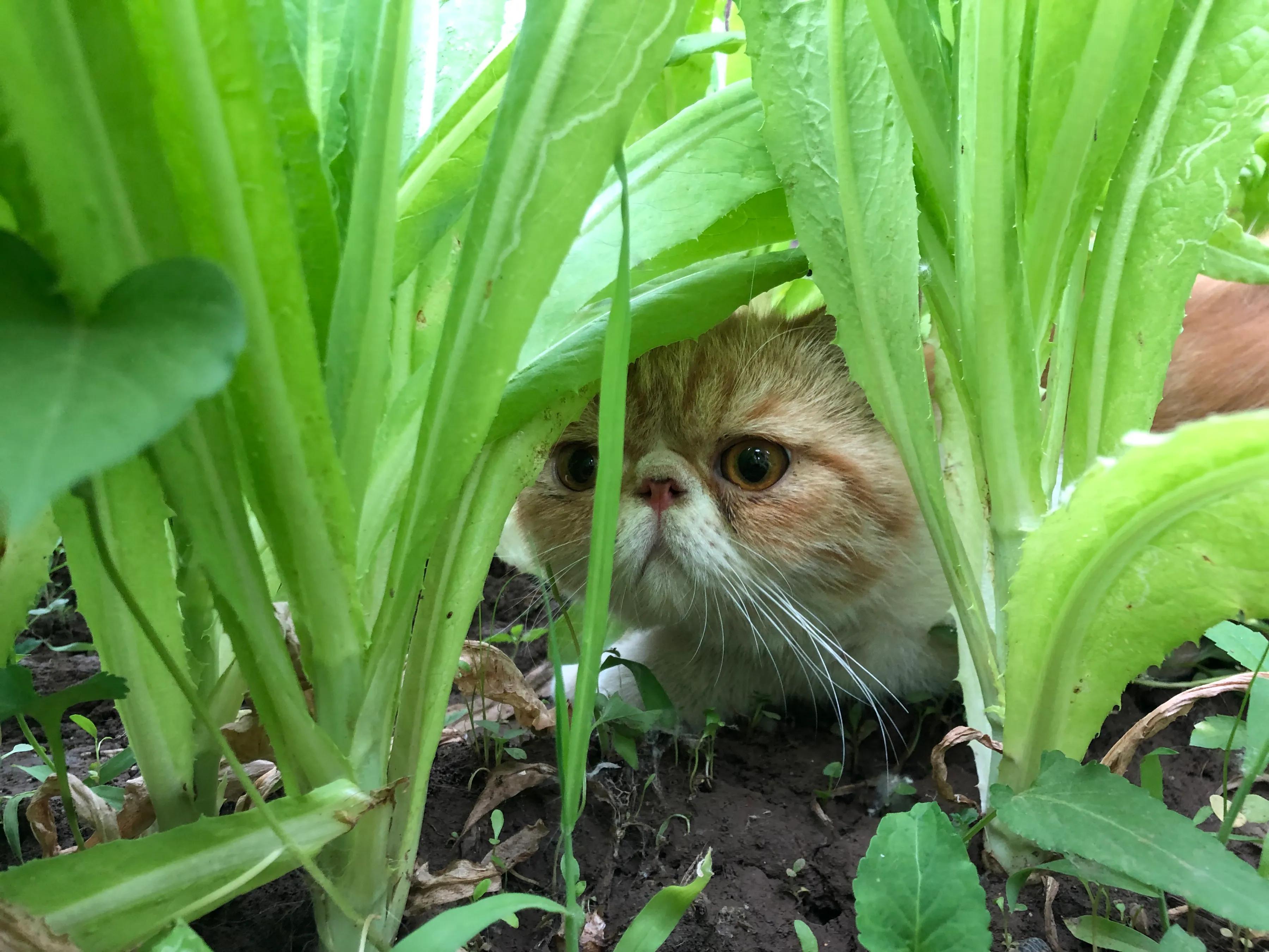 婕敾鍚堥泦,婕瘽鍘熺増